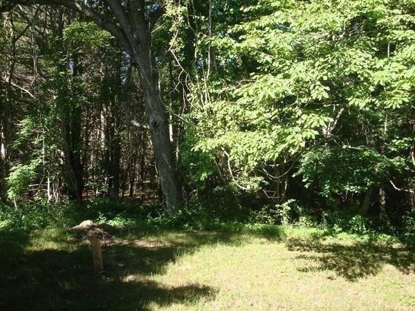 386 Wareham Street Middleboro, MA 02346 - Photo 10 of 15 a view of a tree in a yard