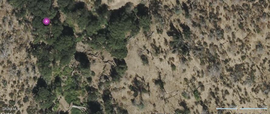 a picture of a tree