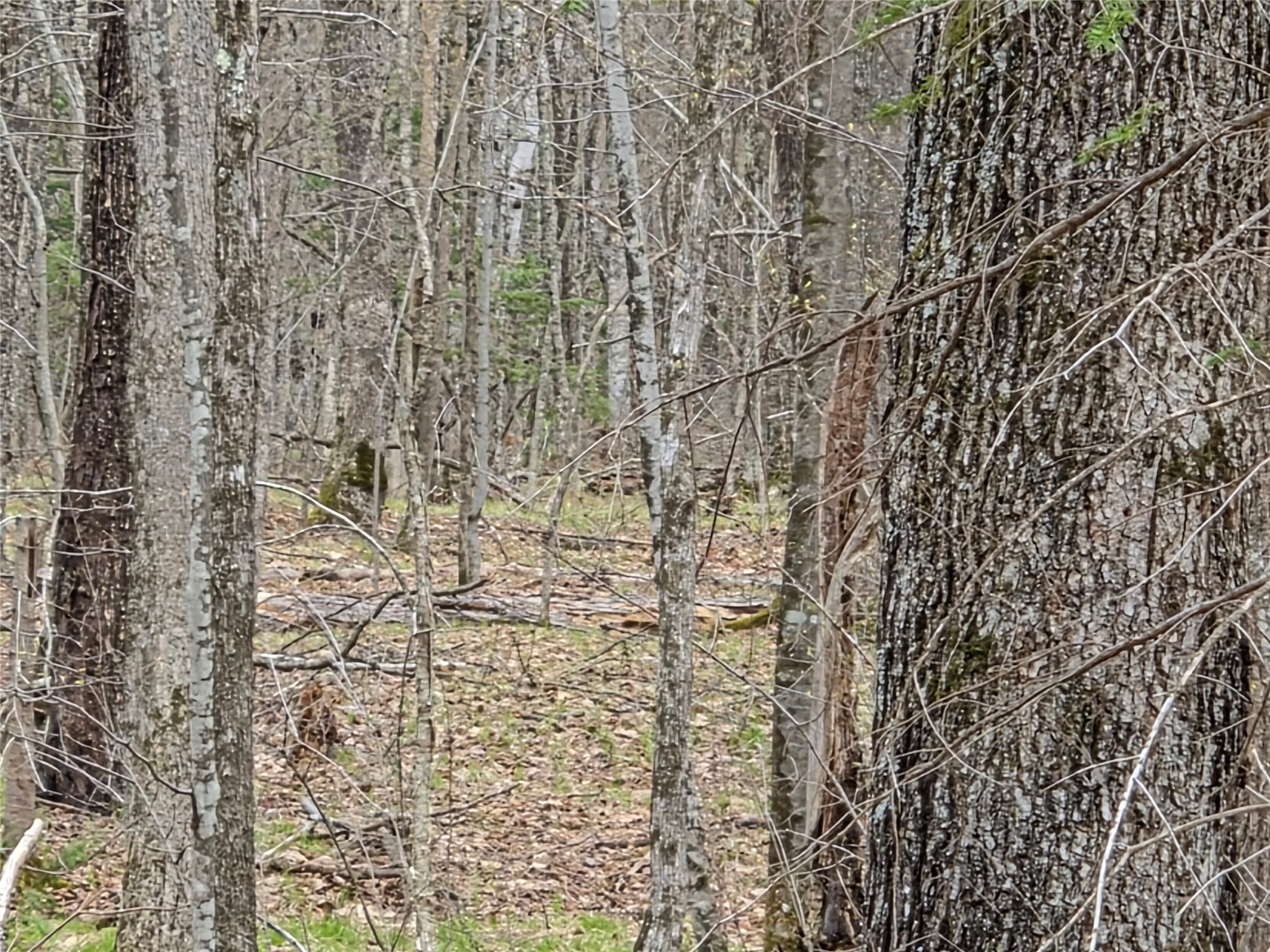 12-xxx North Olson Road Hayward, WI 54843 - Photo 7 of 22 Moderate to heavy wooded lot.
