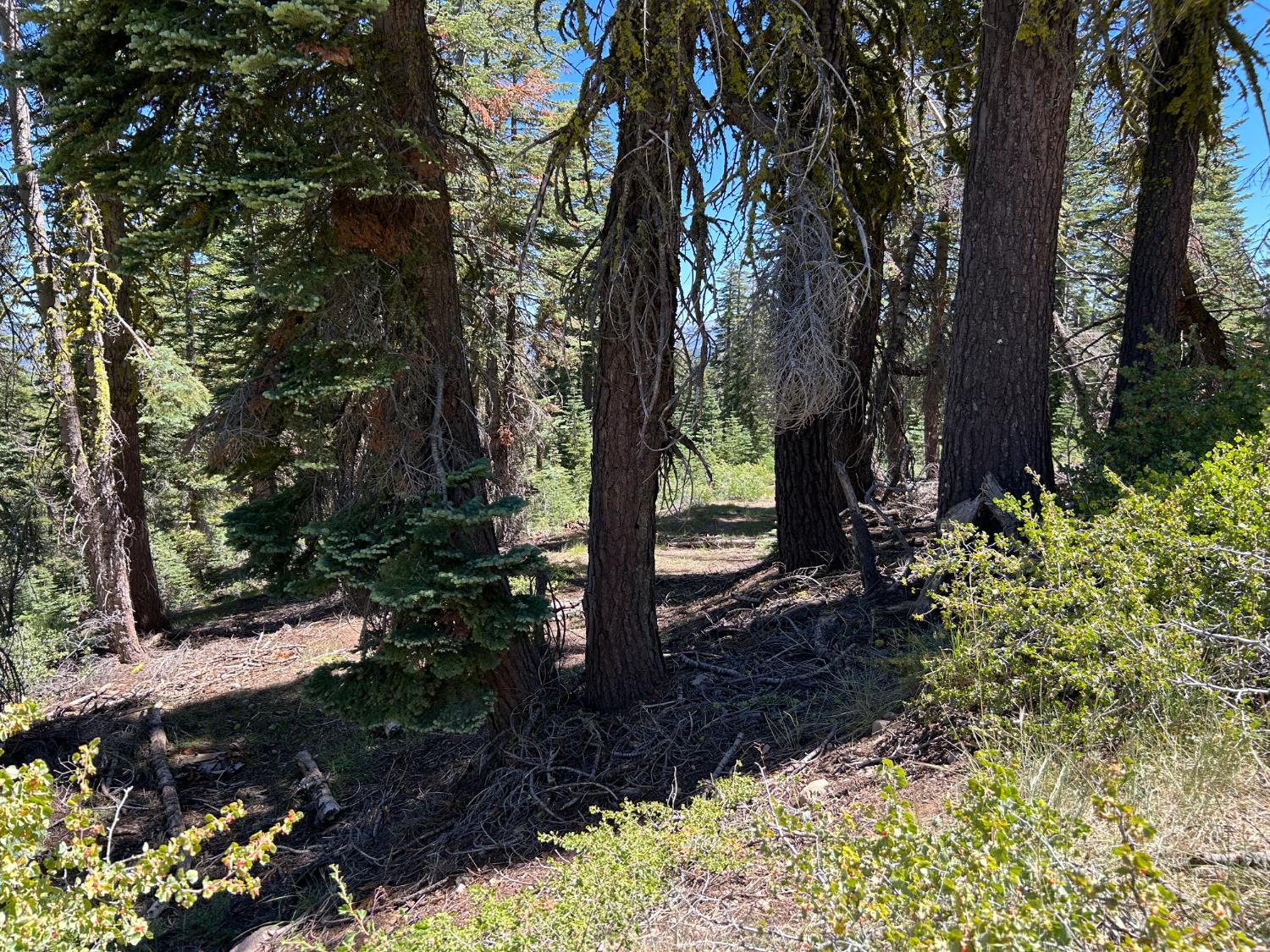 39 Liberty Road, Unit 39 Valley Springs, CA 95223 - Photo 11 of 12 a view of a forest with trees