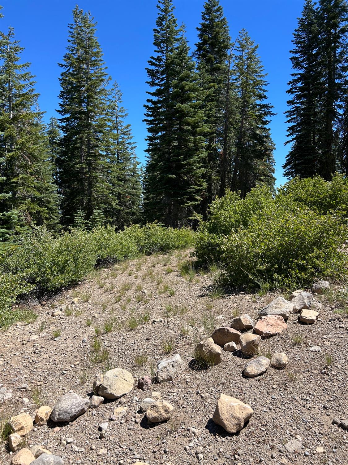 39 Liberty Road, Unit 39 Valley Springs, CA 95223 - Photo 12 of 12 a view of a forest with trees