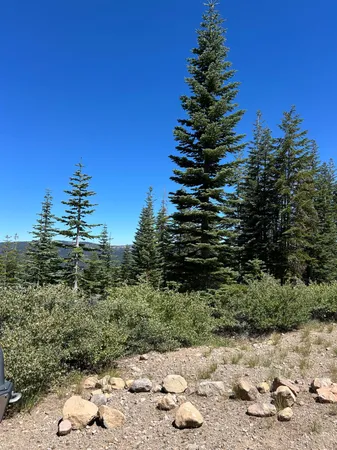 a view of a garden with plants and trees