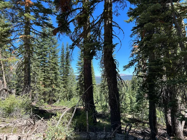 a view of backyard with green space