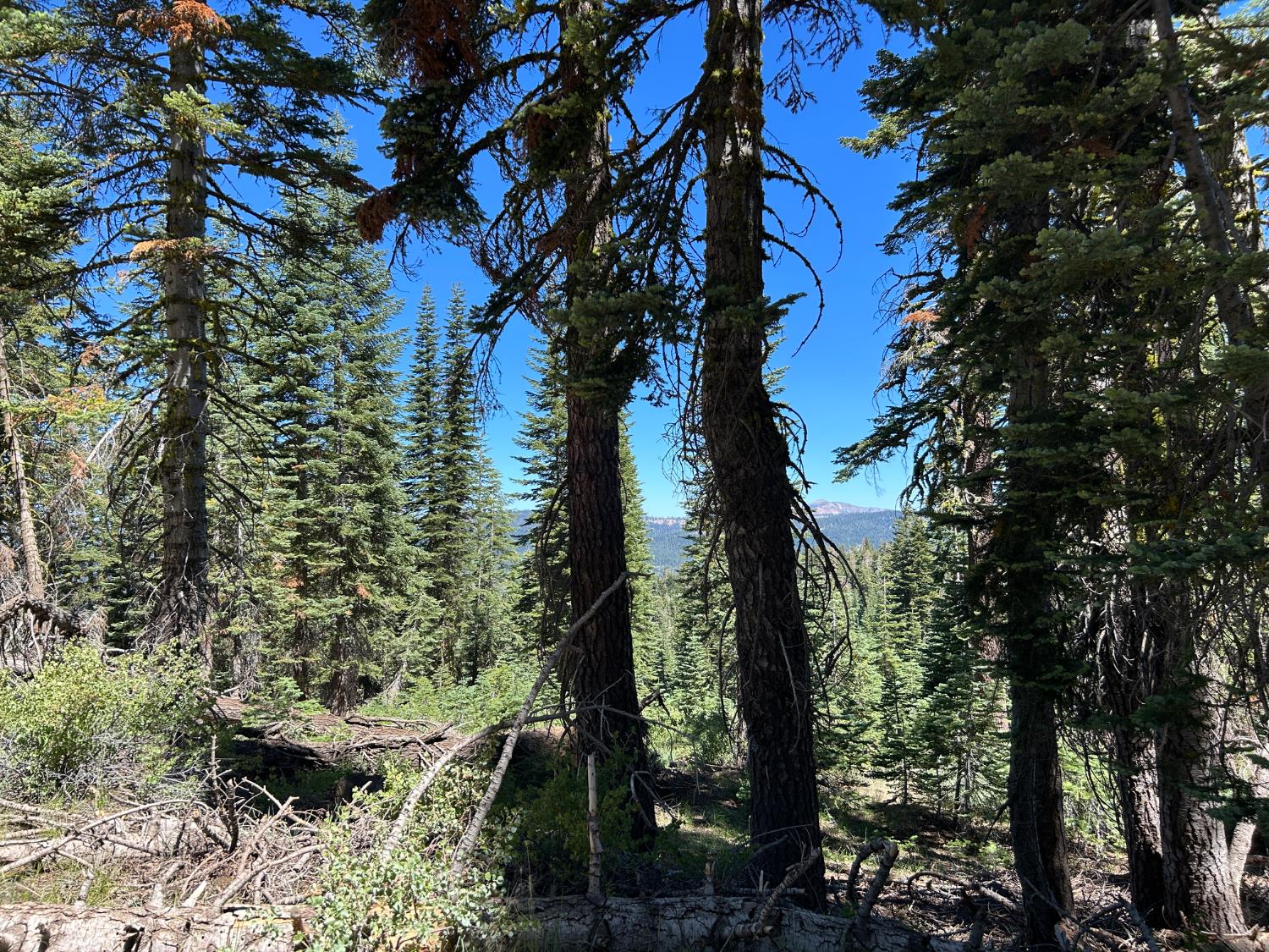 39 Liberty Road, Unit 39 Valley Springs, CA 95223 - Photo 6 of 12 a view of a garden with plants and trees