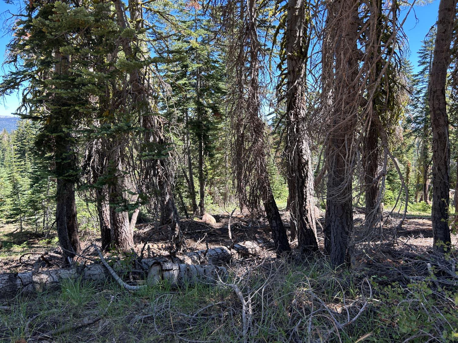 39 Liberty Road, Unit 39 Valley Springs, CA 95223 - Photo 7 of 12 a view of backyard with green space