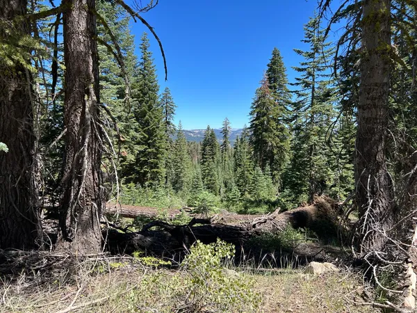 a view of a garden with a tree