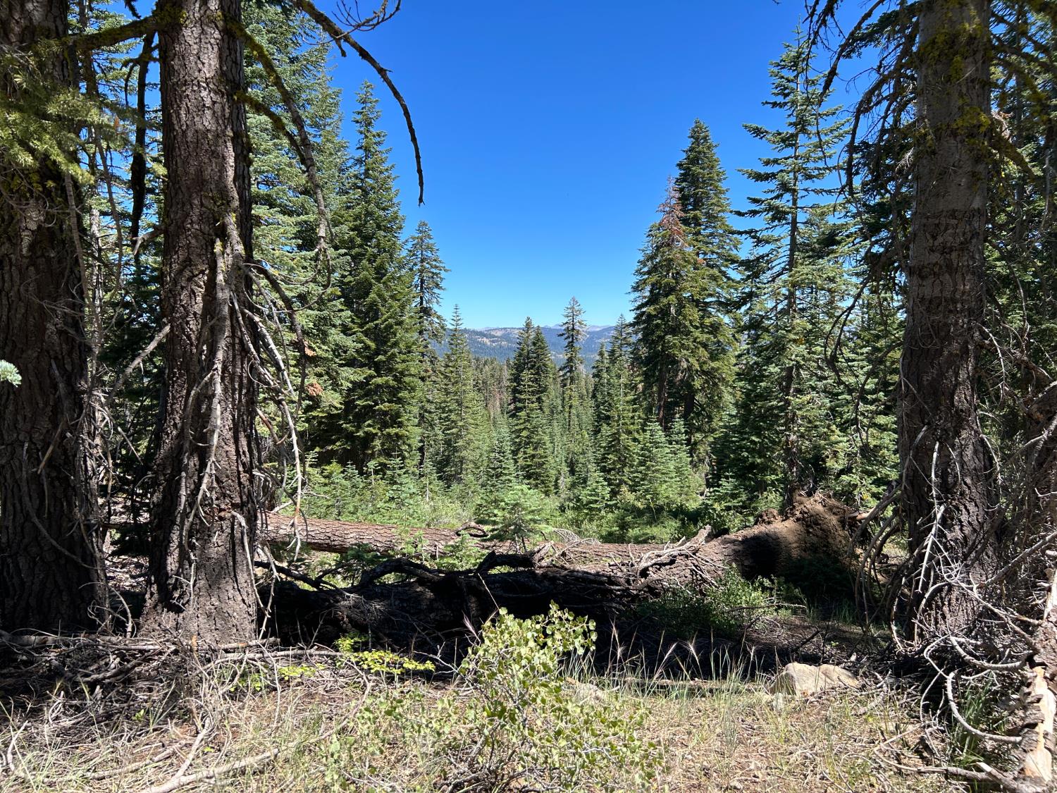 39 Liberty Road, Unit 39 Valley Springs, CA 95223 - Photo 8 of 12 a view of a backyard of the house