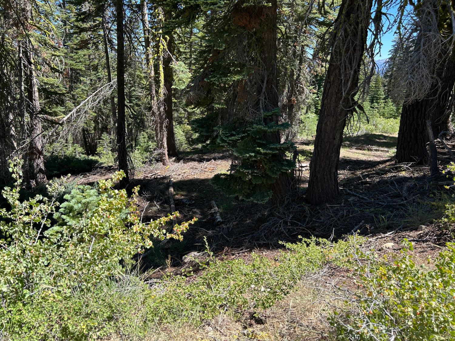39 Liberty Road, Unit 39 Valley Springs, CA 95223 - Photo 9 of 12 a view of a garden with a tree