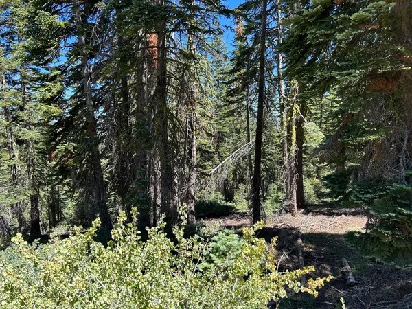 a view of a forest with trees
