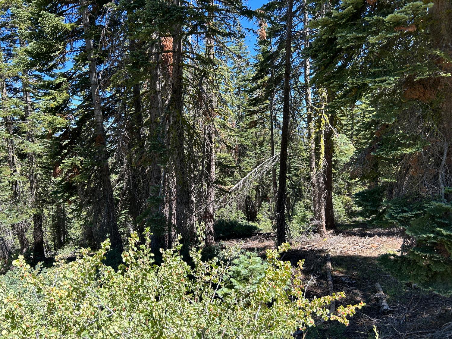 39 Liberty Road, Unit 39 Valley Springs, CA 95223 - Photo 10 of 12 a backyard of a house with lots of green space