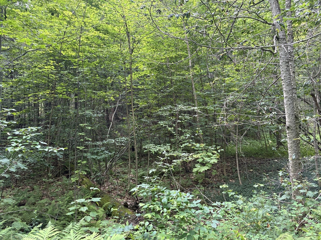 a view of a forest with a tree