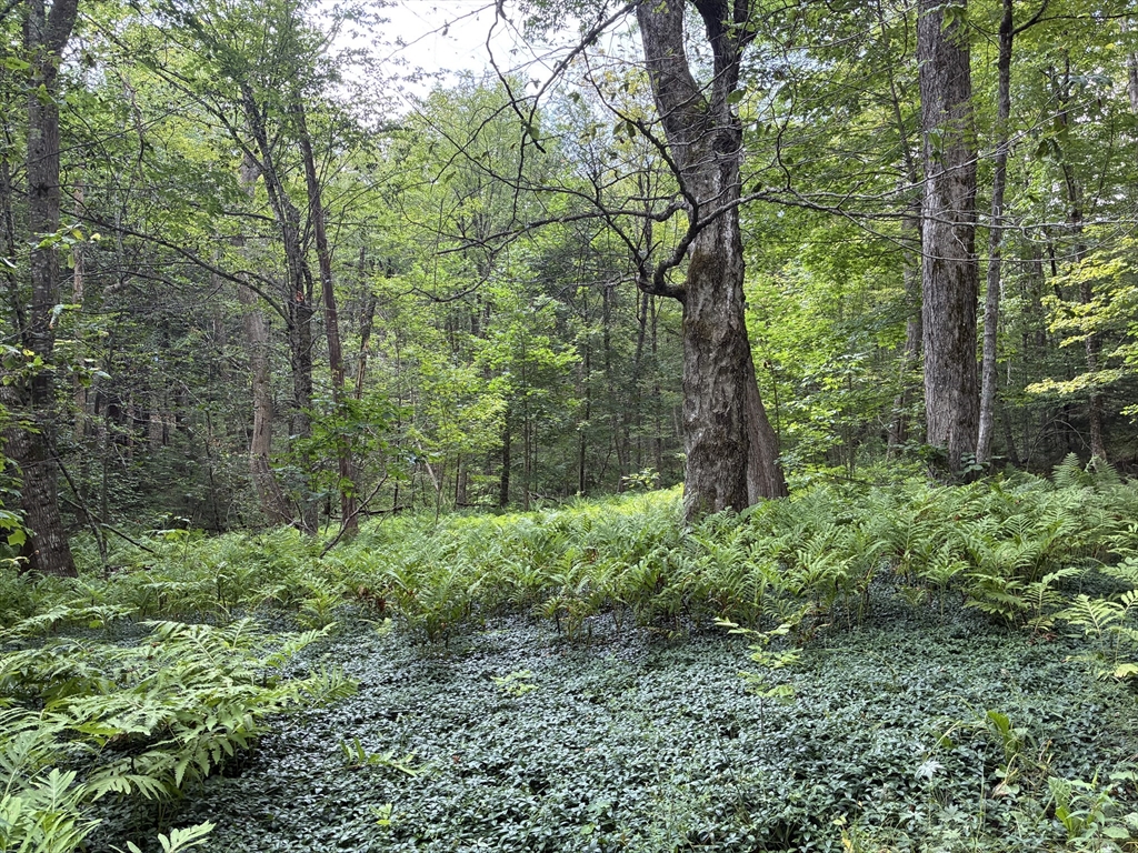 139 Taylor Brook Road Heath, MA 01346 - Photo 2 of 11 a view of a garden with plants and large trees