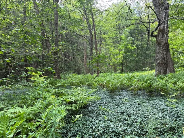 a view of a lush green forest