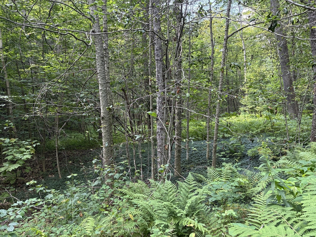 139 Taylor Brook Road Heath, MA 01346 - Photo 5 of 11 a view of forest
