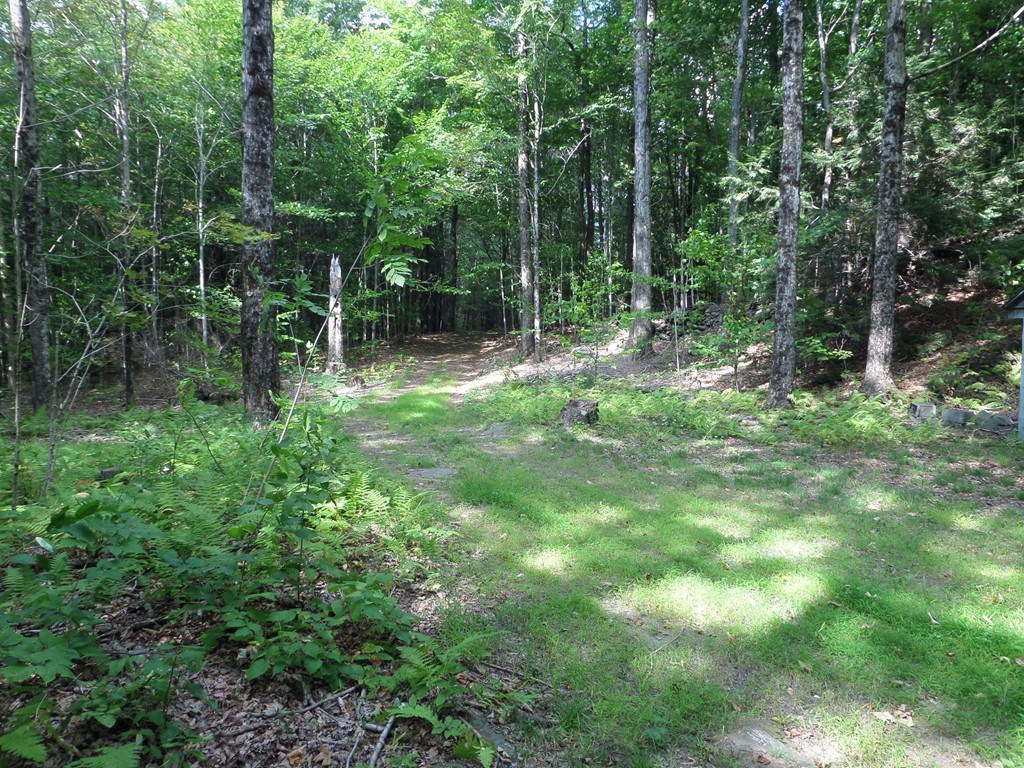 319 Harvey Road Worthington, MA 01098 - Photo 5 of 19 a backyard of a house with lots of green space and trees