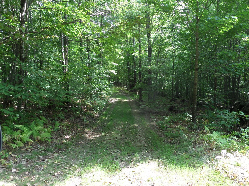 319 Harvey Road Worthington, MA 01098 - Photo 6 of 19 a view of a lush green forest