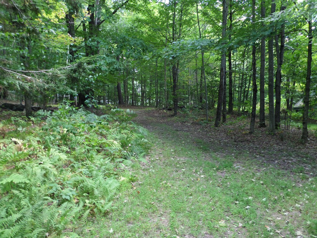 319 Harvey Road Worthington, MA 01098 - Photo 7 of 19 a view of a forest with trees in the background