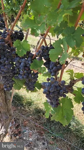 a view of a green field with plants