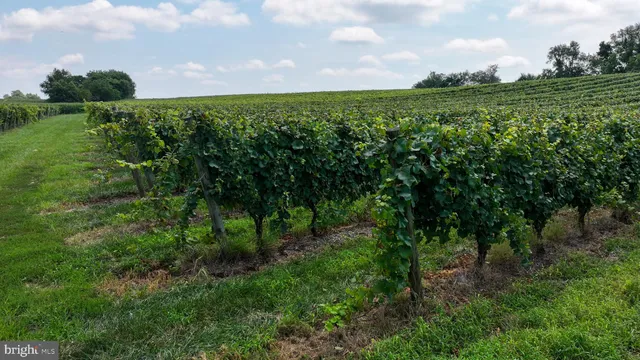 a view of a yard with plants and a bench