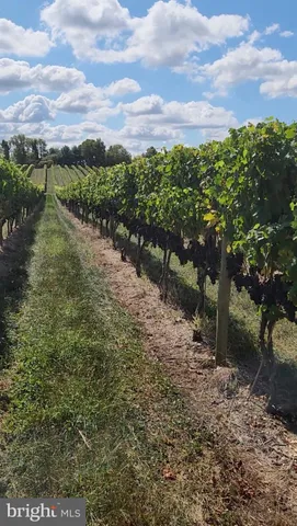 a view of yard with green space