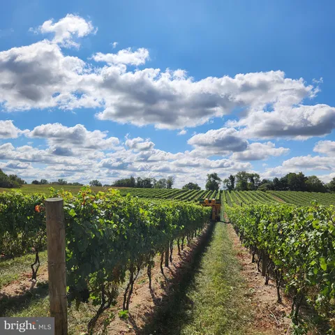 a view of a lush green forest