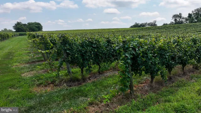 a view of a lush green space