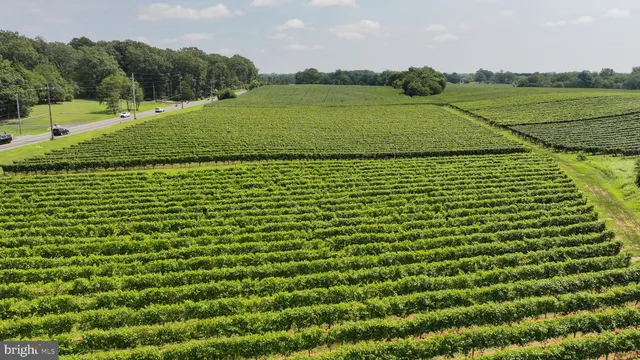 a view of a green field