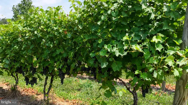 a view of a lush green forest