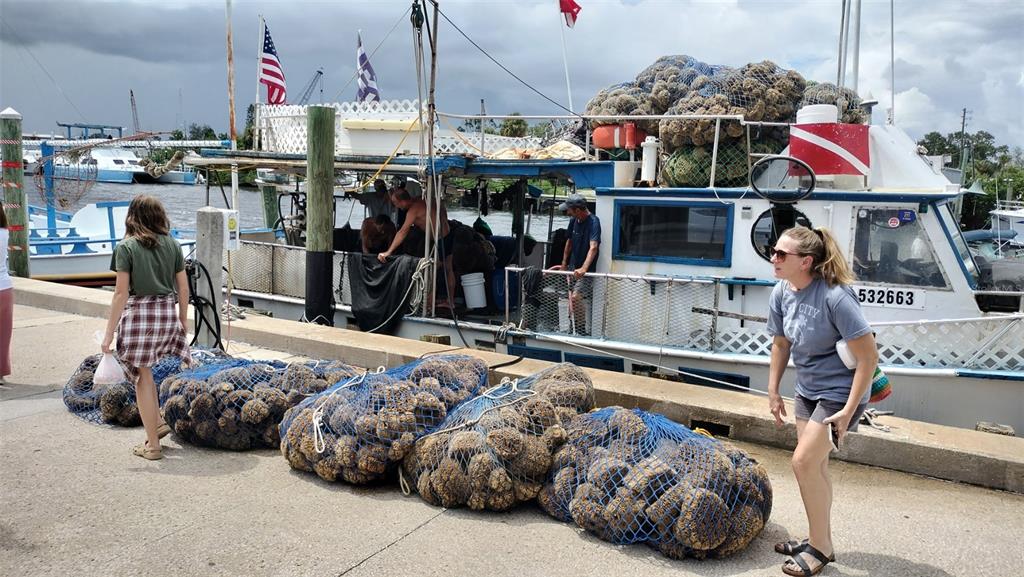 3813 Staysail Lane Holiday, FL 34691 - Photo 32 of 32