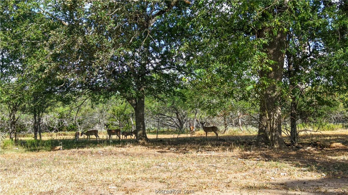 2 Mensik Road Bryan, TX 77808 - Photo 6 of 19 Gallery Image 6
