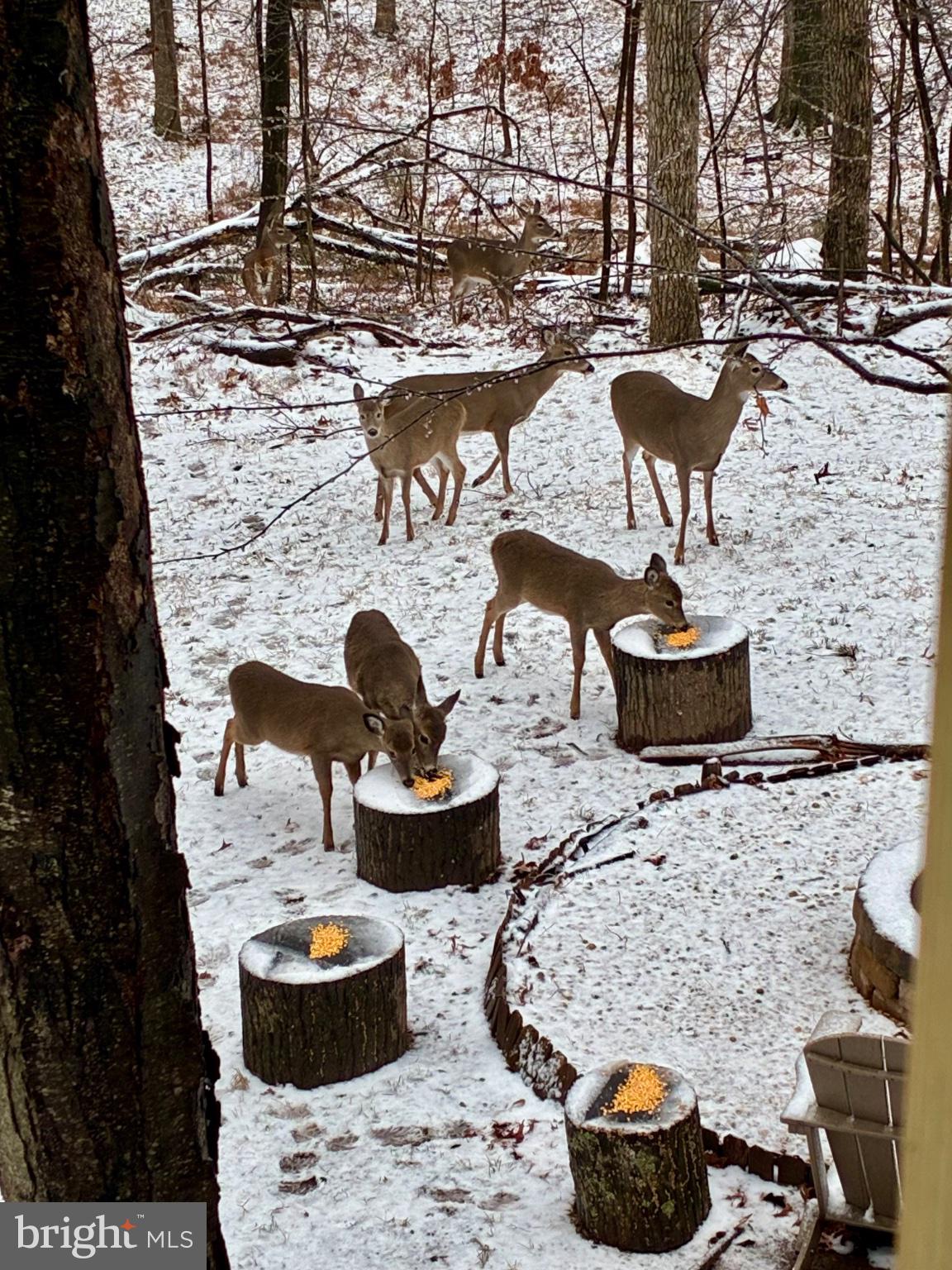 663 Audubon Road Hedgesville, WV 25427 - Photo 4 of 5 Deer gathering in a snowy woodland.