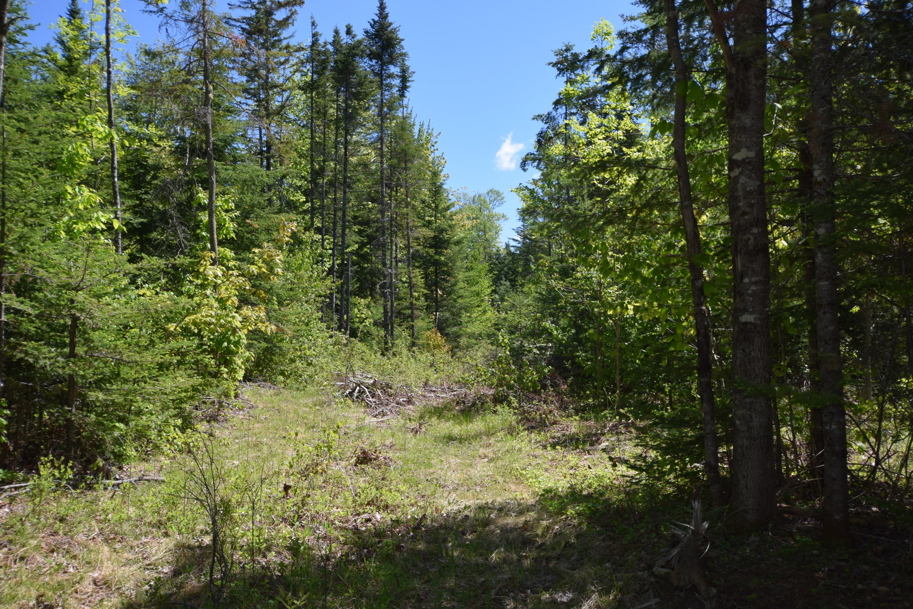 Lot 18 Tenney Hill Road Monson, ME 04464 - Photo 3 of 41 2020-06-01 23.08.29