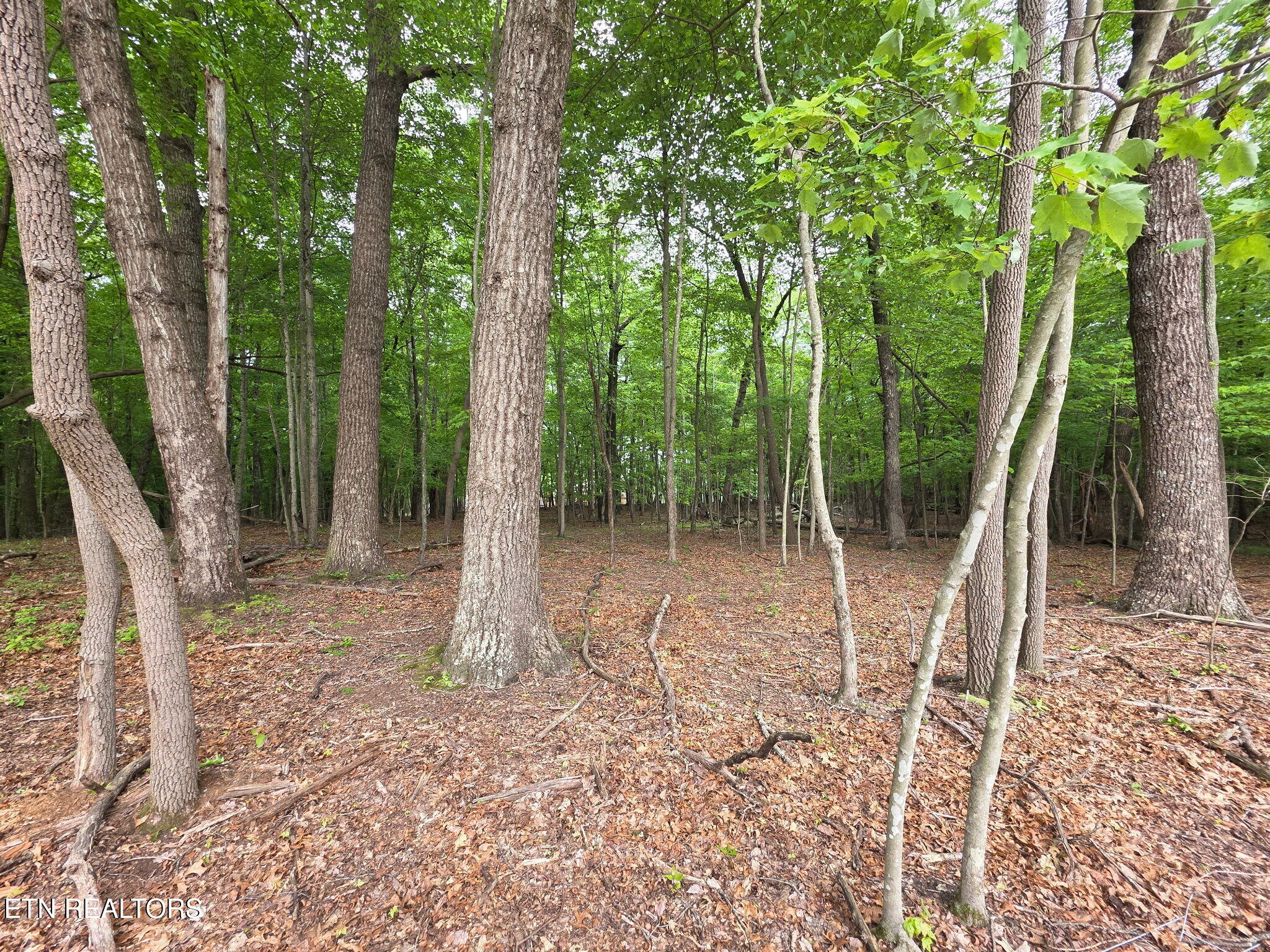 1640 East Overlook Road Monterey, TN 38574 - Photo 10 of 18 IMG_20250517_121136 (4)