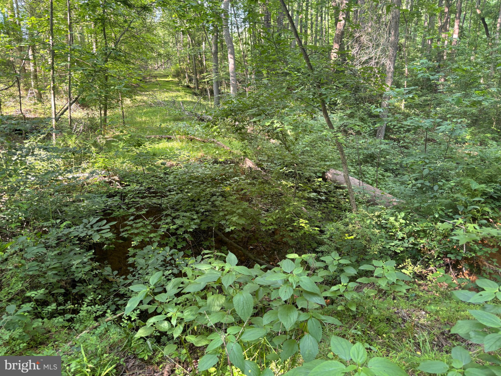 17012 Prince Frederick Road Hughesville, MD 20637 - Photo 6 of 6 a view of a lush green forest