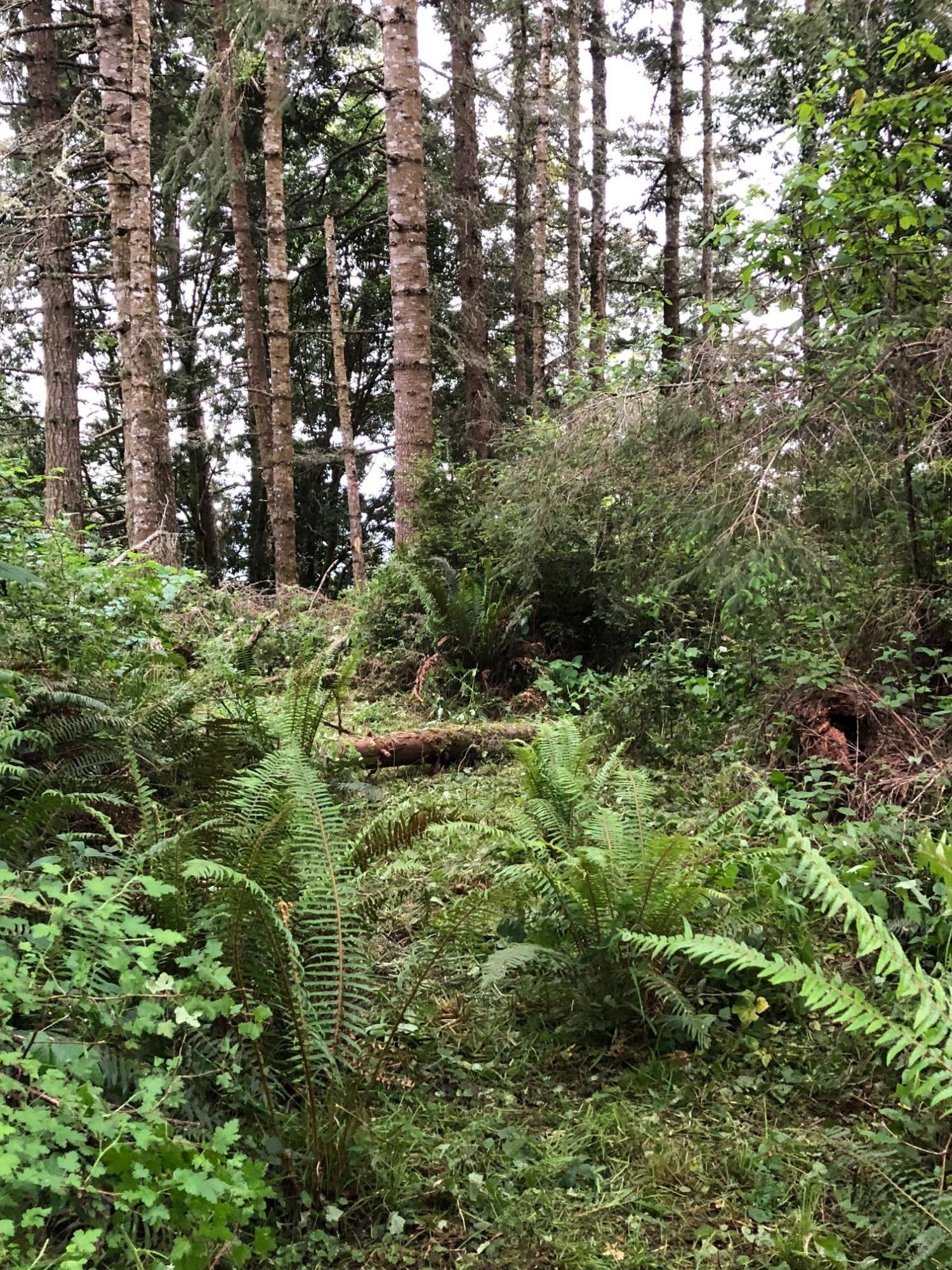 0 Splinter Lane Arcata, CA 95521 - Photo 10 of 15