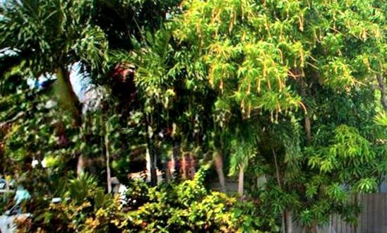 1821 Harding Street, Unit 12 Hollywood, FL 33020 - Photo 3 of 14 a backyard of a house with lots of swings