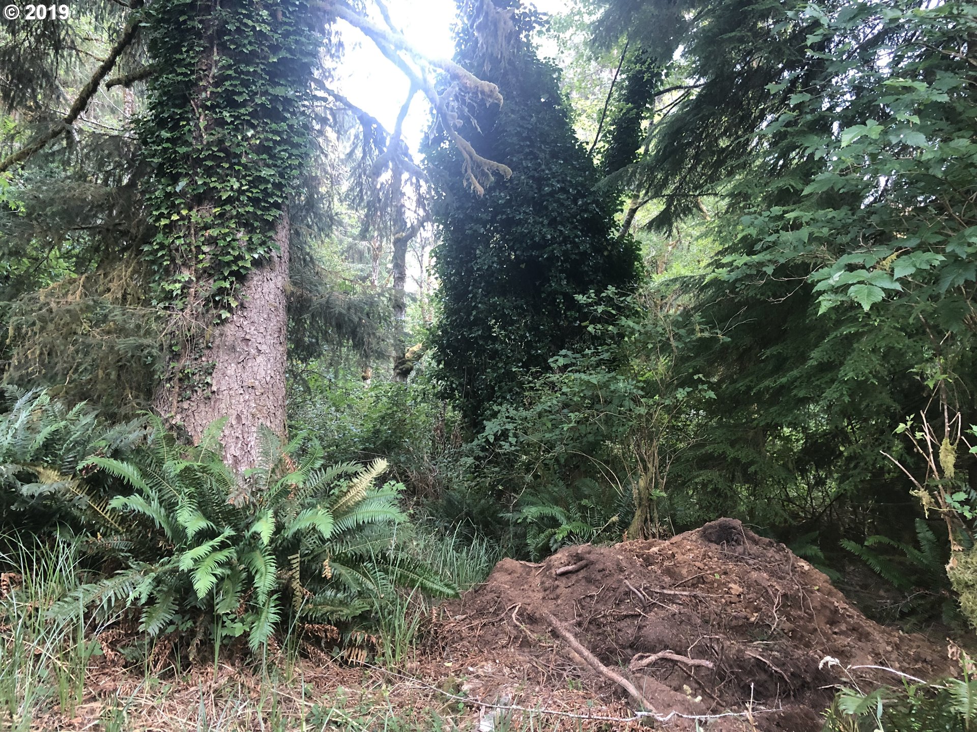 Boy Scout Road Florence, OR 97439 - Photo 4 of 12