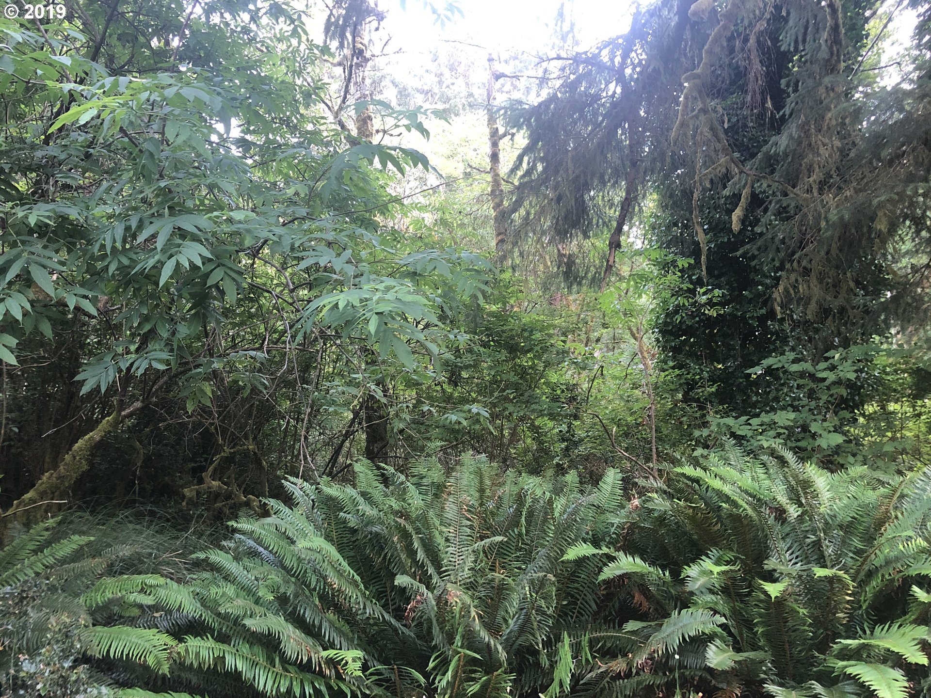 Boy Scout Road Florence, OR 97439 - Photo 6 of 12