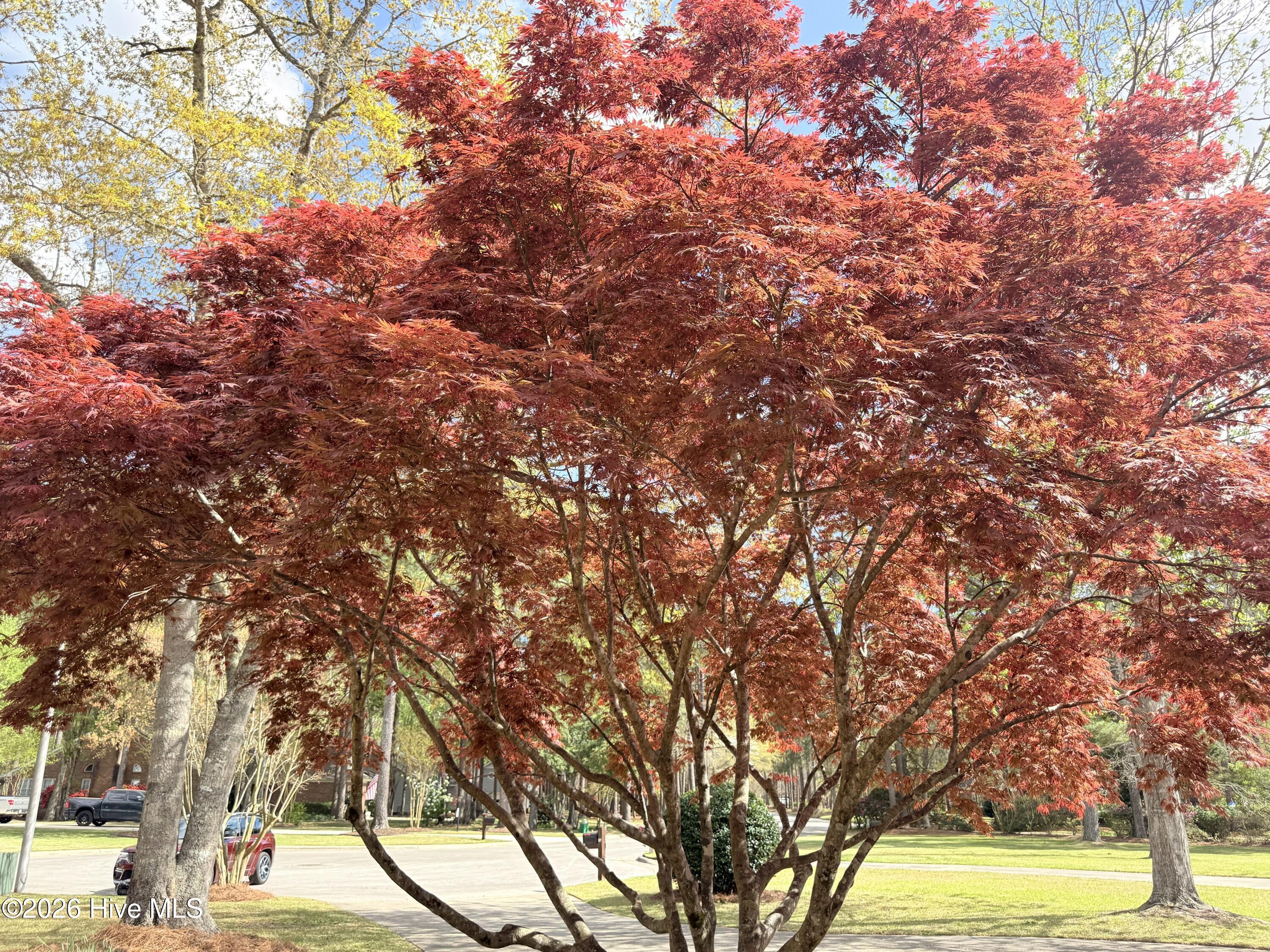 3305 Peppercorn Road New Bern, NC 28562 - Photo 27 of 41 Gorgeous Trees