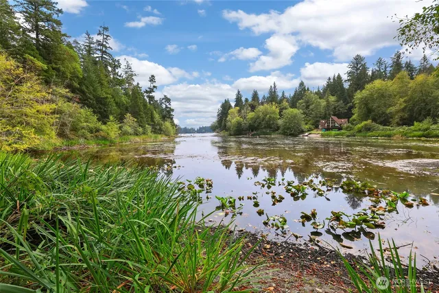 a view of a park with large trees