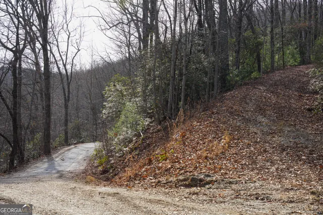 a view of a forest with trees