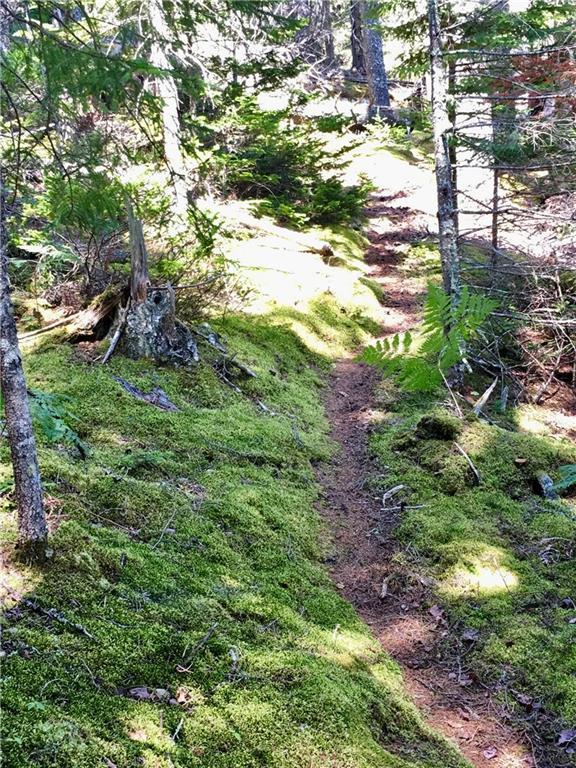 133 Calderwood Neck Road Vinalhaven, ME 04863 - Photo 13 of 27 Deer path along the shore line.