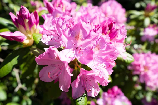 $430,000 | 1447 71 1/2 Street, South Haven, MI 49090