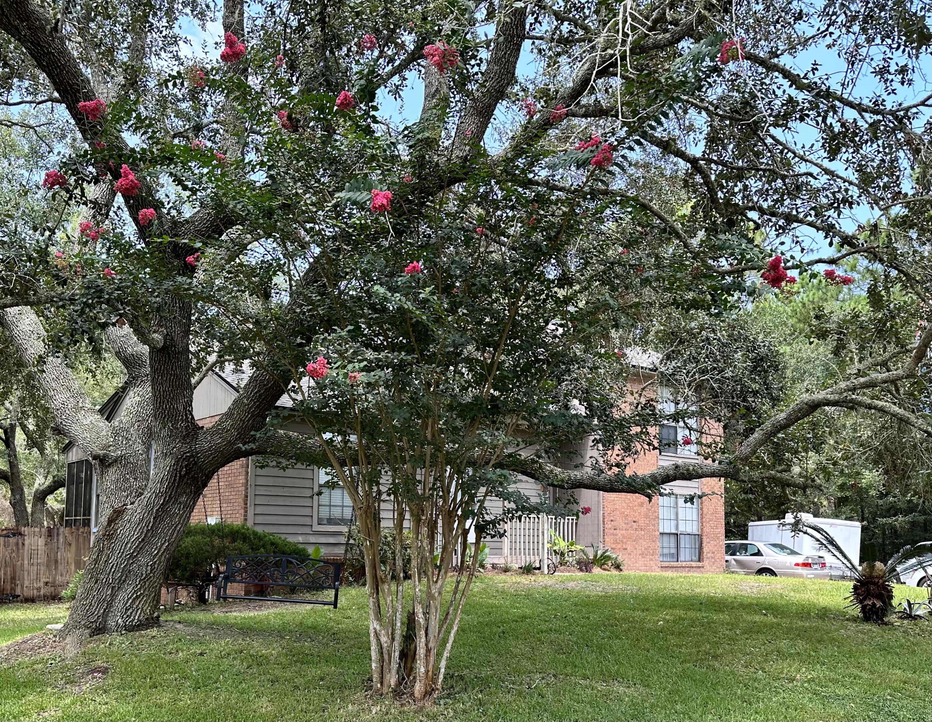 128 Dolphin Cove Freeport, FL 32439 - Photo 2 of 36 a picture of trees