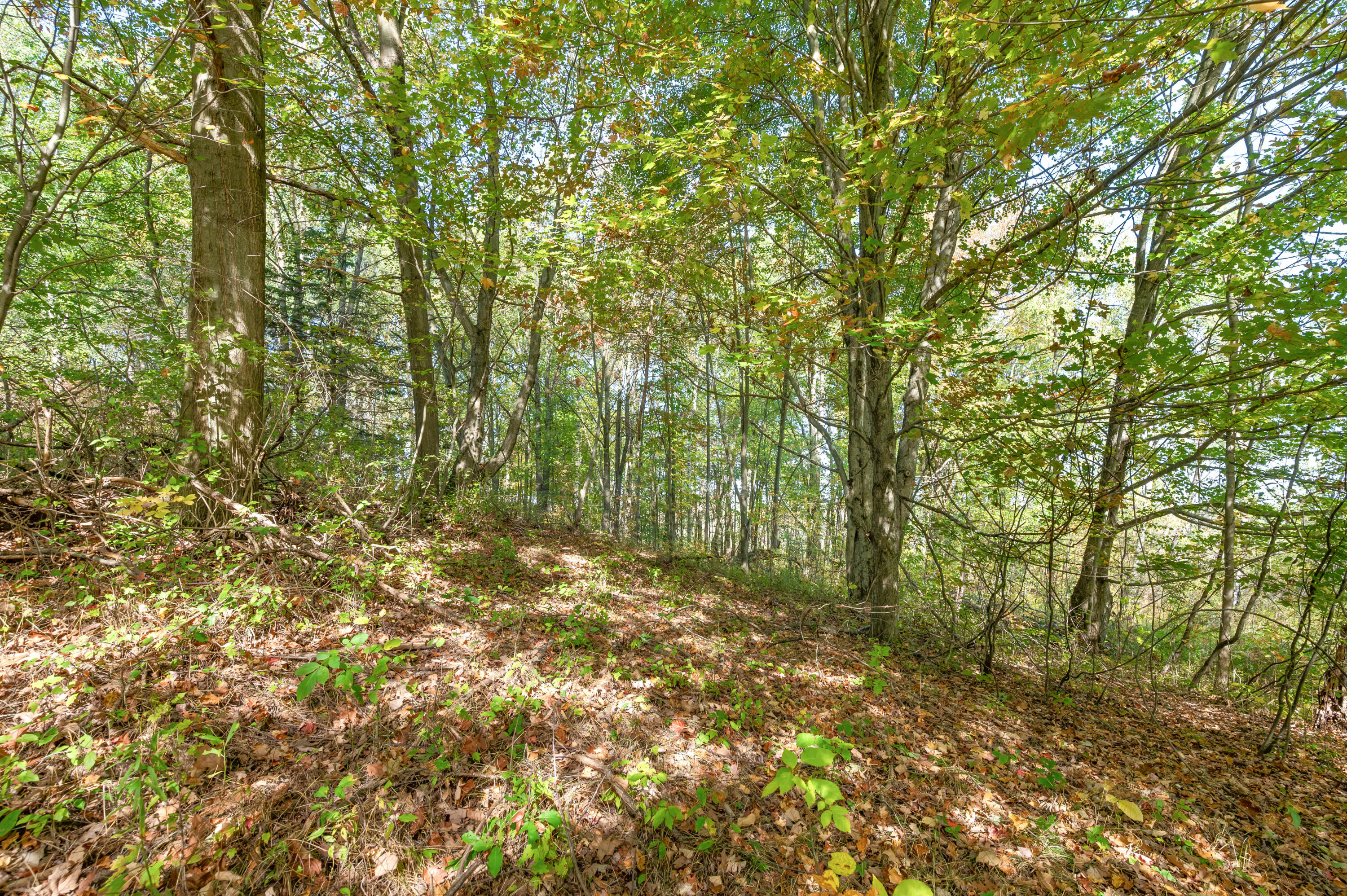 17239 13 Mile Road Leroy, MI 49655 - Photo 45 of 60 17239-13MileRd-LeRoy-40