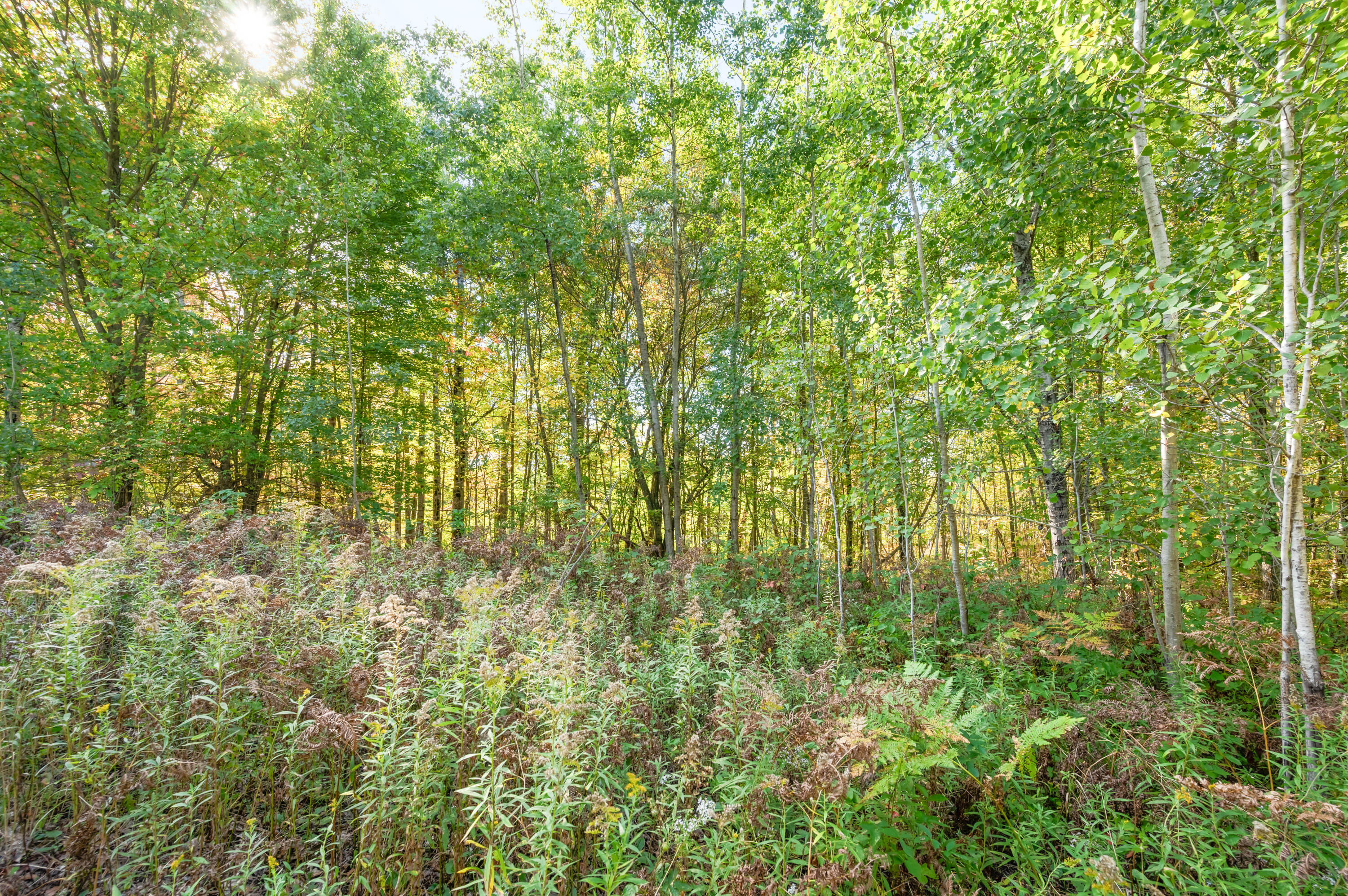 17239 13 Mile Road Leroy, MI 49655 - Photo 47 of 60 17239-13MileRd-LeRoy-42
