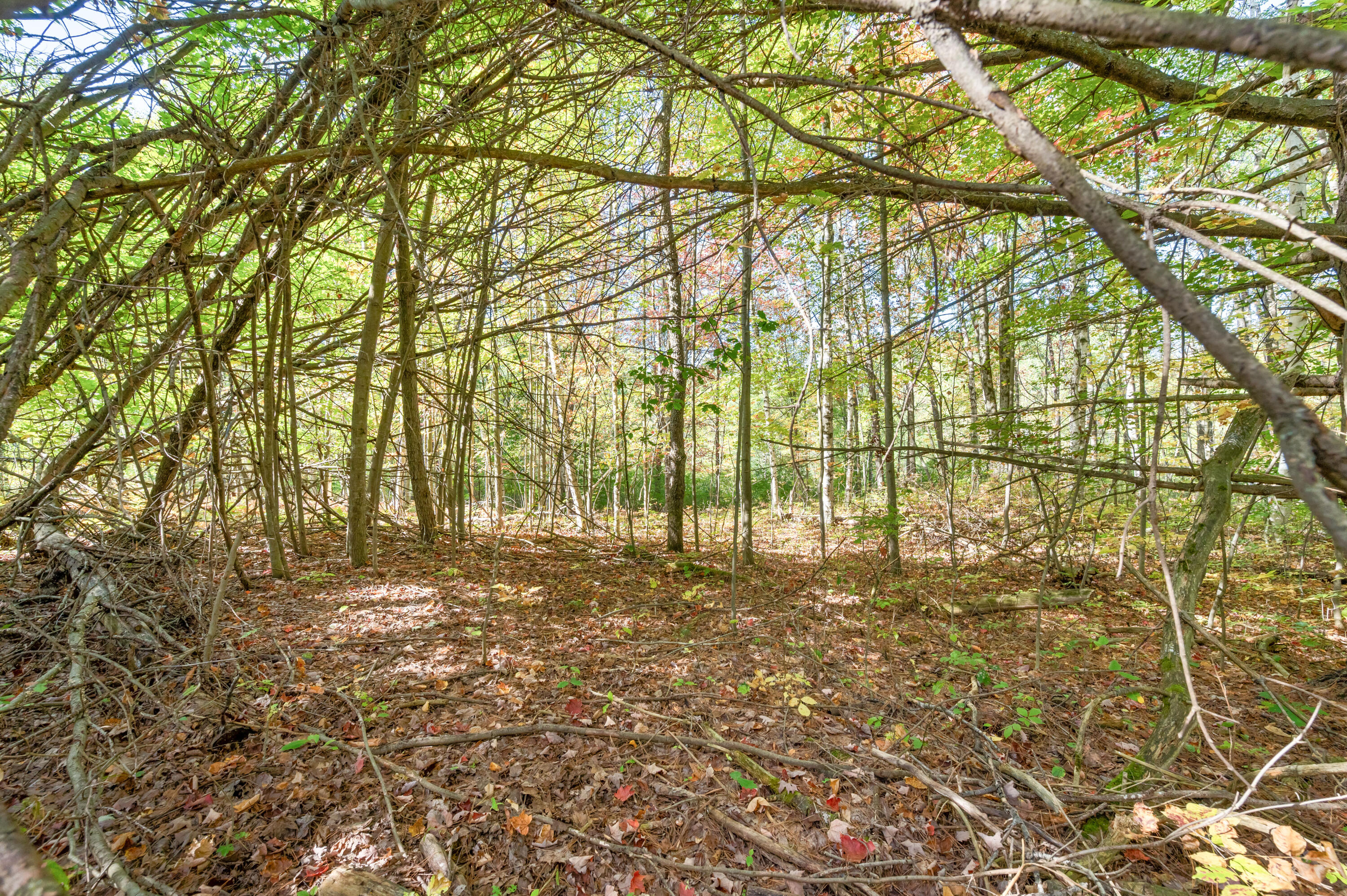 17239 13 Mile Road Leroy, MI 49655 - Photo 50 of 60 17239-13MileRd-LeRoy-45
