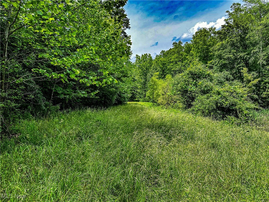 731 Fall Run Road Walker, WV 26180 - Photo 12 of 26 View of undeveloped land