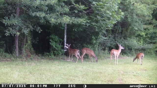 232 Knoxo Columbia Road Tylertown, MS 39667 - Photo 120 of 120 IMG_6022