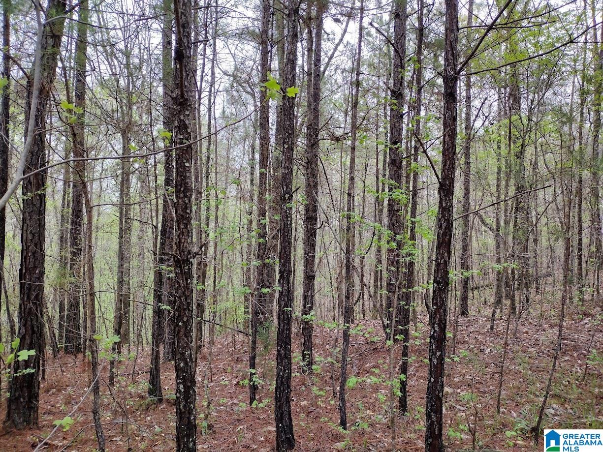 0 County Road 821 Wadley, AL 36276 - Photo 5 of 5